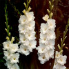 Гладиолус Крупноцветковый Bangladesh