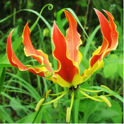 Глориоза Orange Glory (Орандж Глори)