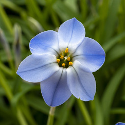 Іфейон Rolf Fiedler