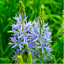 Камасія Caerulea