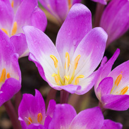 Колхікум Speciosum