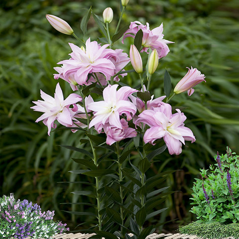 Лилия ориентальная махровая Lotus Spring