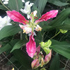 Лилия ориентальная Parrot Pink Cariba