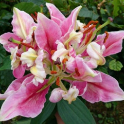 Лилия ориентальная Parrot Pink Cariba