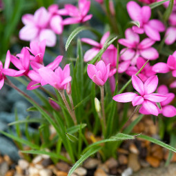 Родогіпоксіс Milloides Damask