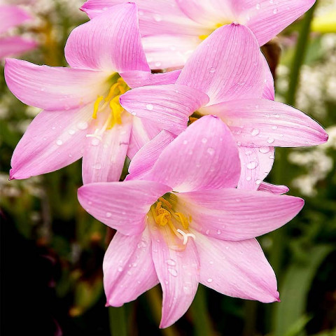 Зефірантес Grandiflora Pink