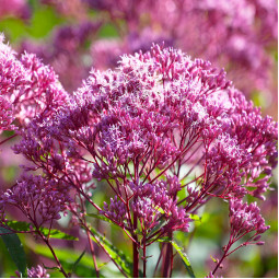 Сідач Purple Bush