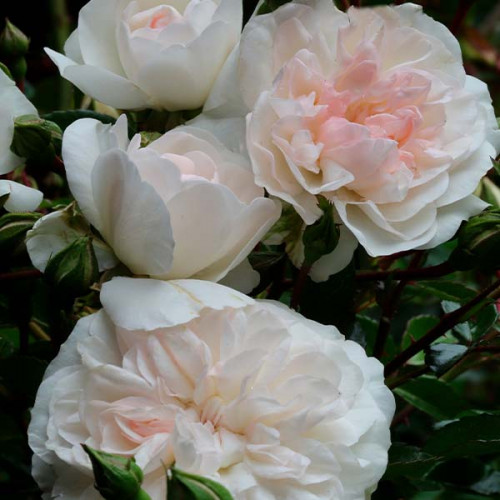 Вирощування білої ґрунтопокривної троянди