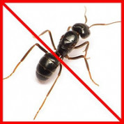 Средства от муравьев и слизней