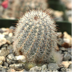 Ехіноцереус