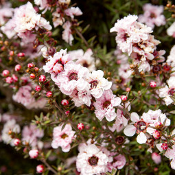 Лептоспермум Apple Blossom