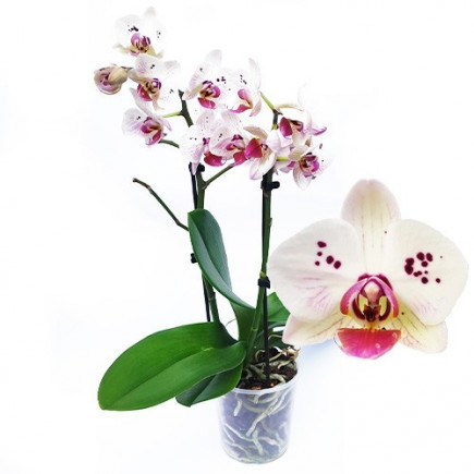 Фаленопсис (орхідея) Antoinette 5