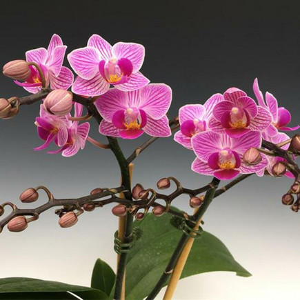 Фаленопсис (орхидея) Birdie
