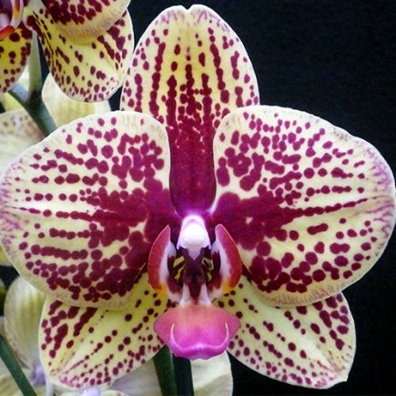 Фаленопсис (орхідея) Borneo