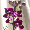 Фаленопсис (орхідея) Cha Cha