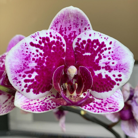 Фаленопсис (орхидея) CX 297