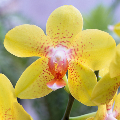 Фаленопсис (орхидея) Daley