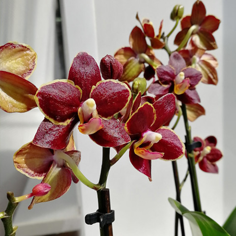 Фаленопсис (орхидея) Минифлора Esmee