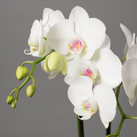 Фаленопсис (орхидея) Минифлора Eva