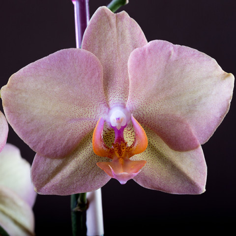 Фаленопсис (орхідея) Мініфлора Fenna