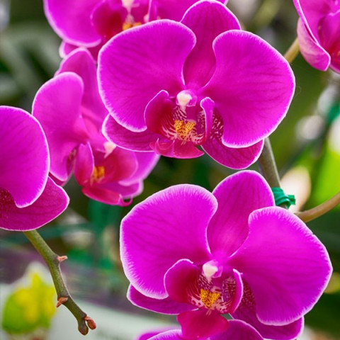 Фаленопсис (орхідея) Мініфлора Fleur