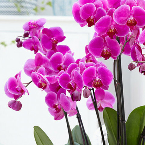 Фаленопсис (орхидея) Friday Flirt