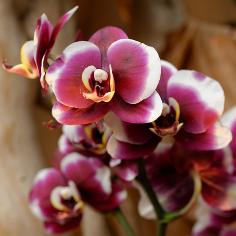 Фаленопсис (орхидея) Gaucho