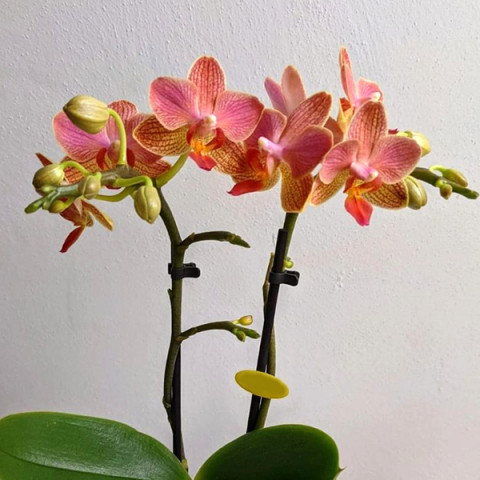 Фаленопсис (орхідея) Мініфлора Gwen