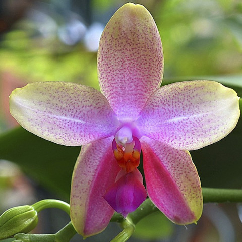 Фаленопсис (орхидея) Liodoro