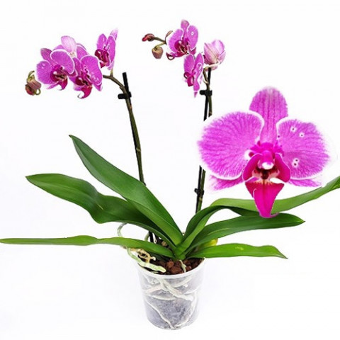 Фаленопсис (орхидея) New Variety