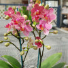 Фаленопсис (орхідея) Penny Lane