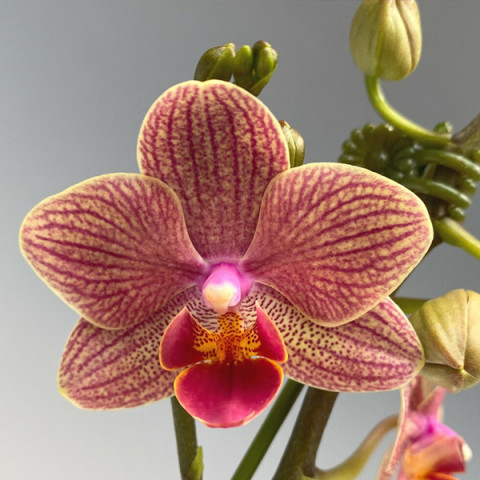 Фаленопсис (орхидея) Penny Lane