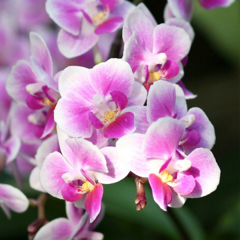 Фаленопсис (орхидея) Pixie