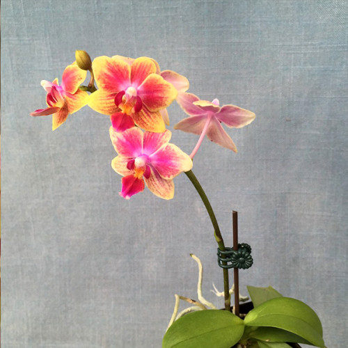 Описание орхидеи Сого Готрис