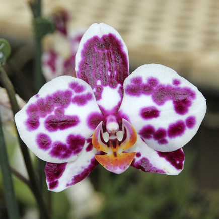 Фаленопсис (орхідея) Sparkle