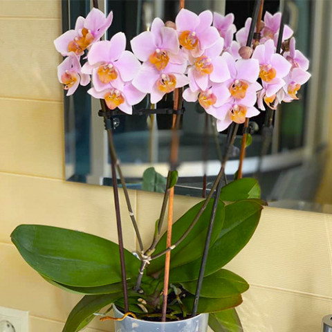 Фаленопсис (орхидея) Tulcan