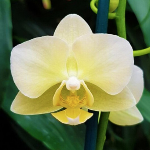 Фаленопсис (орхідея) Yu Pin Burgundy