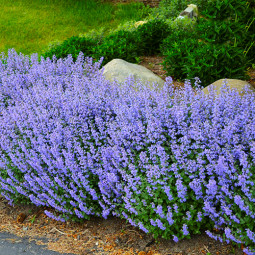 Котовнік (Котяча м'ята) Blue Wonder