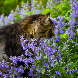 Котовнік (Котяча м'ята) Cat's Meow