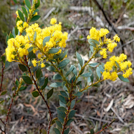 Акация Buxifolia