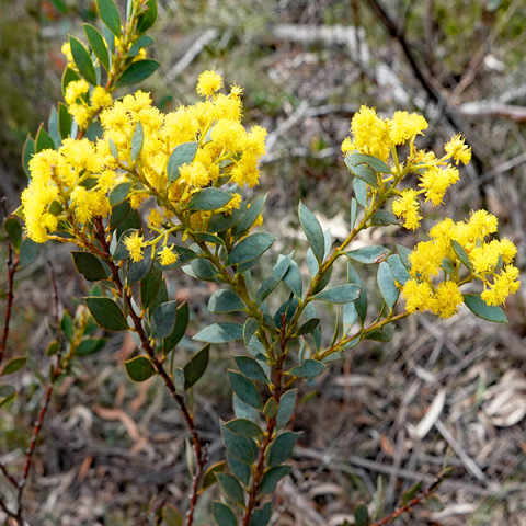 Акація Buxifolia