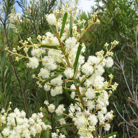 Акация Linifolia