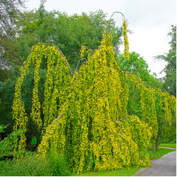 Бук лісовий Aurea Pendula