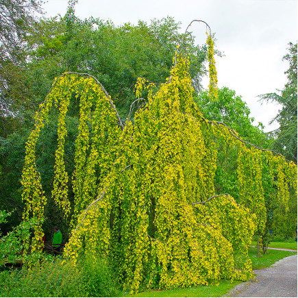 Бук лісовий Aurea Pendula