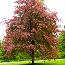 Бук лесной Purpurea Tricolor