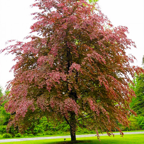 Бук лесной Purpurea Tricolor