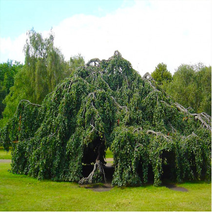 Бук лесной Two Color Weeping