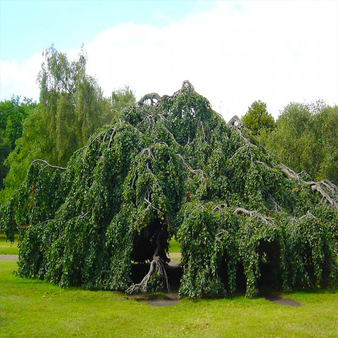 Бук лесной Two Color Weeping