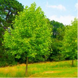 Граб Foliis Argenteovariegatis Pendula