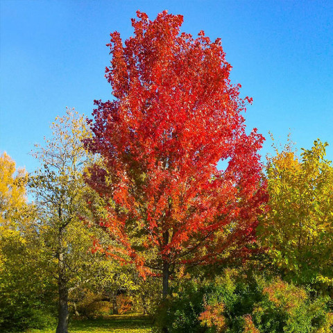 Клен Фрімана Autumn Blaze